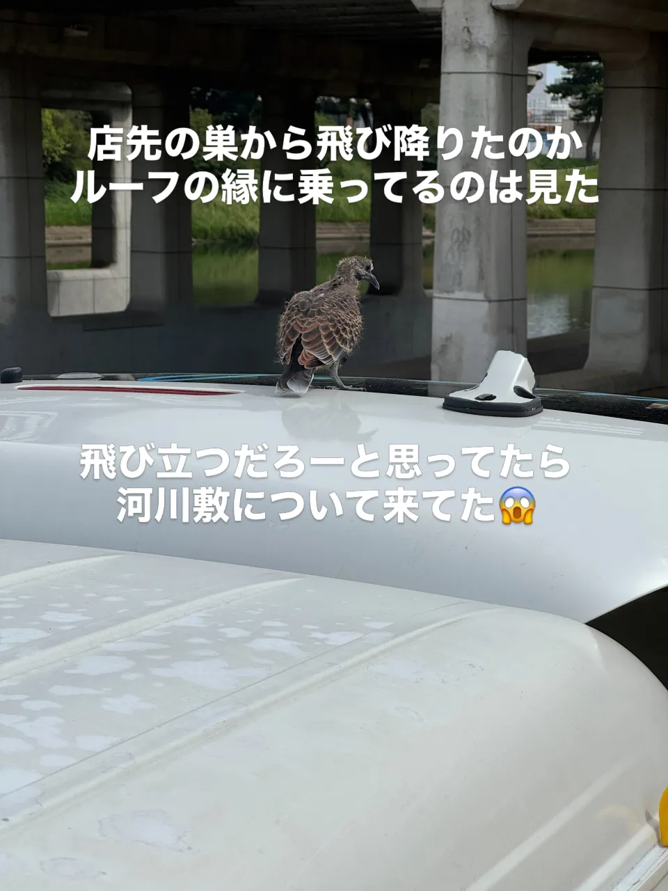 朝から店先で積み込みをしてると、ハイエースのルーフに乗ってる...