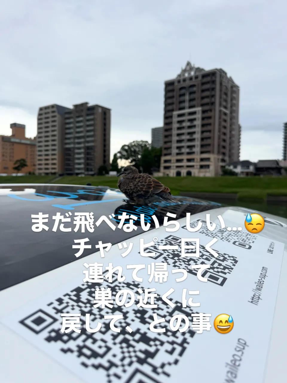 朝から店先で積み込みをしてると、ハイエースのルーフに乗ってる...
