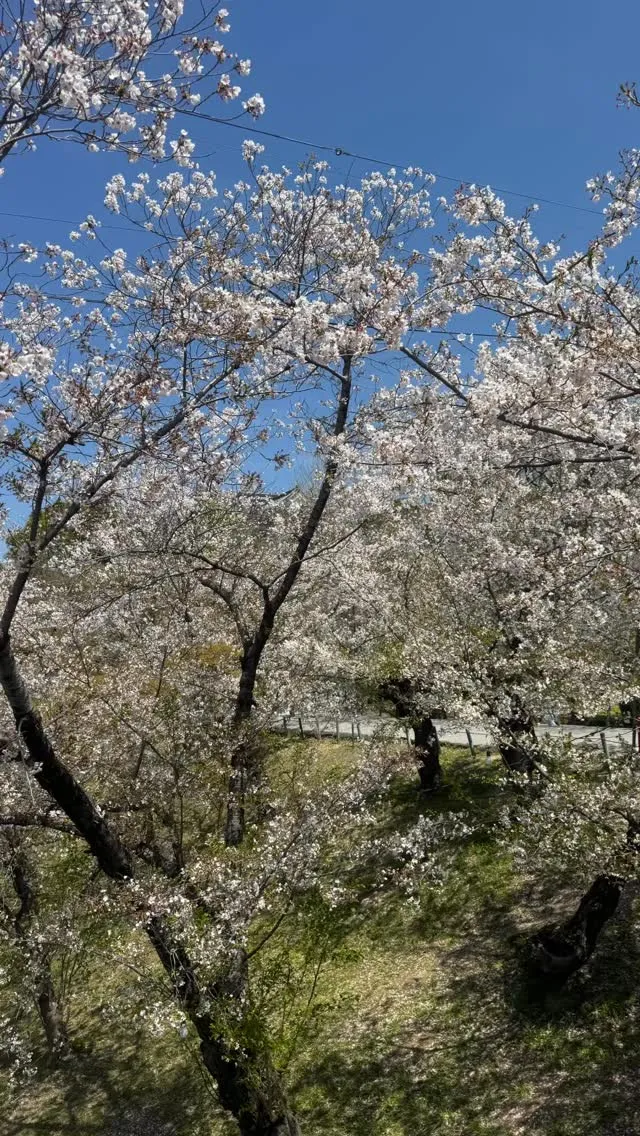 今日は絶好のお花見SUP日和でしたね！